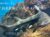 江ノ島水族館にいるサメの種類（2022年6月版）