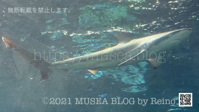 2022年12月27日新江ノ島水族館の相模湾大水槽に、定置網に入ったメジロザメ属の一種、ドタブカが仲間入り