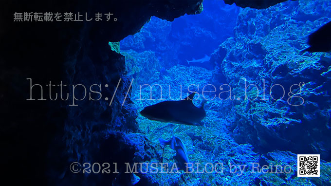 京都水族館のサメの種類と見どころ