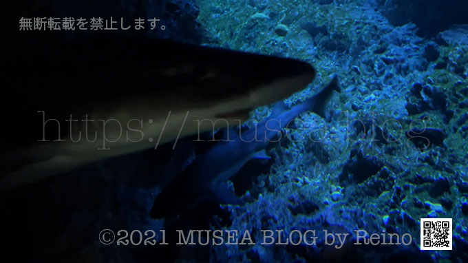 京都水族館のサメの洞窟とは