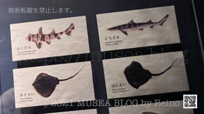 京都水族館のサメの種類
