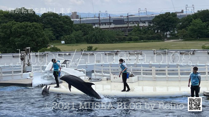 京都水族館の見どころ：イルカショー