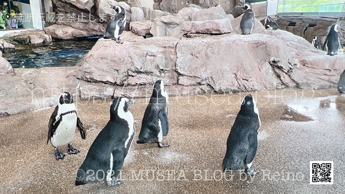 京都水族館の見どころ：ペンギン