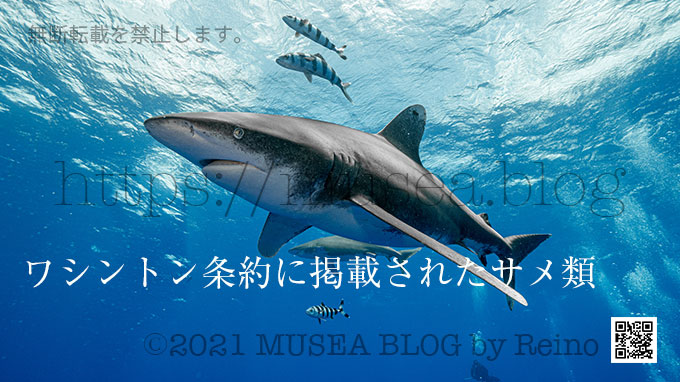 ワシントン条約に掲載されたサメ類と日本の対応について