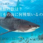 【2021年版】サメの種類の数は？世界や日本の海に何種類いるの？