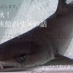 【2022年大洗水族館のサメの話】シロワニ水槽（サメの海1）やネムリブカの赤ちゃんなど