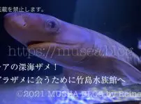 激レアの深海ザメ！カグラザメに会うために竹島水族館（愛知県）へ