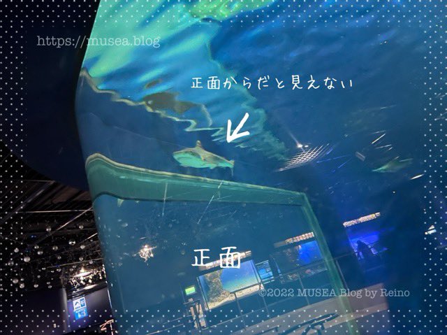 大洗水族館のイタチザメの興味深い行動