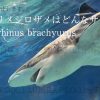 クロヘリメジロザメは人食いサメ？危険性、特徴、大きさ、生息地、日本の水族館にいるの？