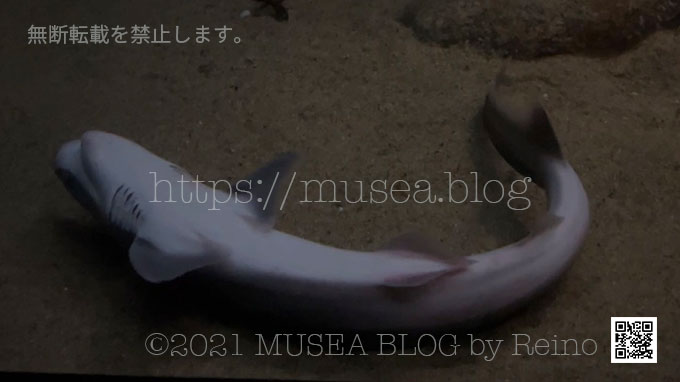 エドアブラザメのエラは喉の下まで深く伸びています。