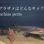 エドアブラザメはどんなサメ？危険性、特徴、大きさ、生息地、日本の水族館にいるの？