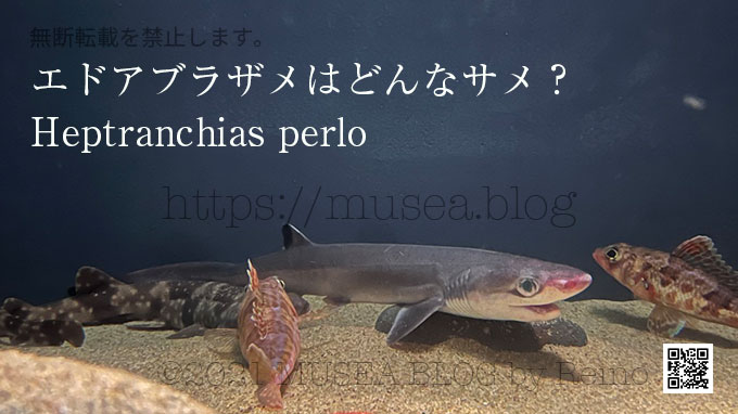 エドアブラザメはどんなサメ？危険性、特徴、大きさ、生息地、日本の水族館にいるの？