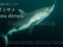 ネズミザメ（Lamna ditropis）サメ図鑑