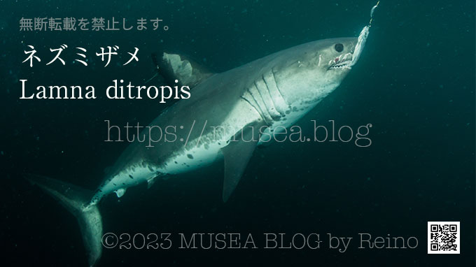 ネズミザメ（Lamna ditropis）サメ図鑑