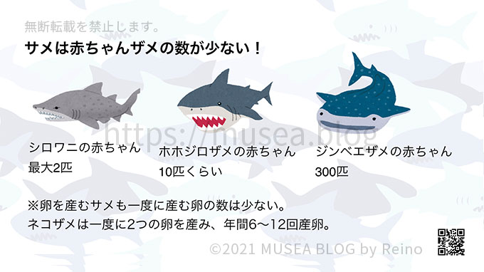 サメが絶滅危惧種になってしまった原因「繁殖率の低さ」