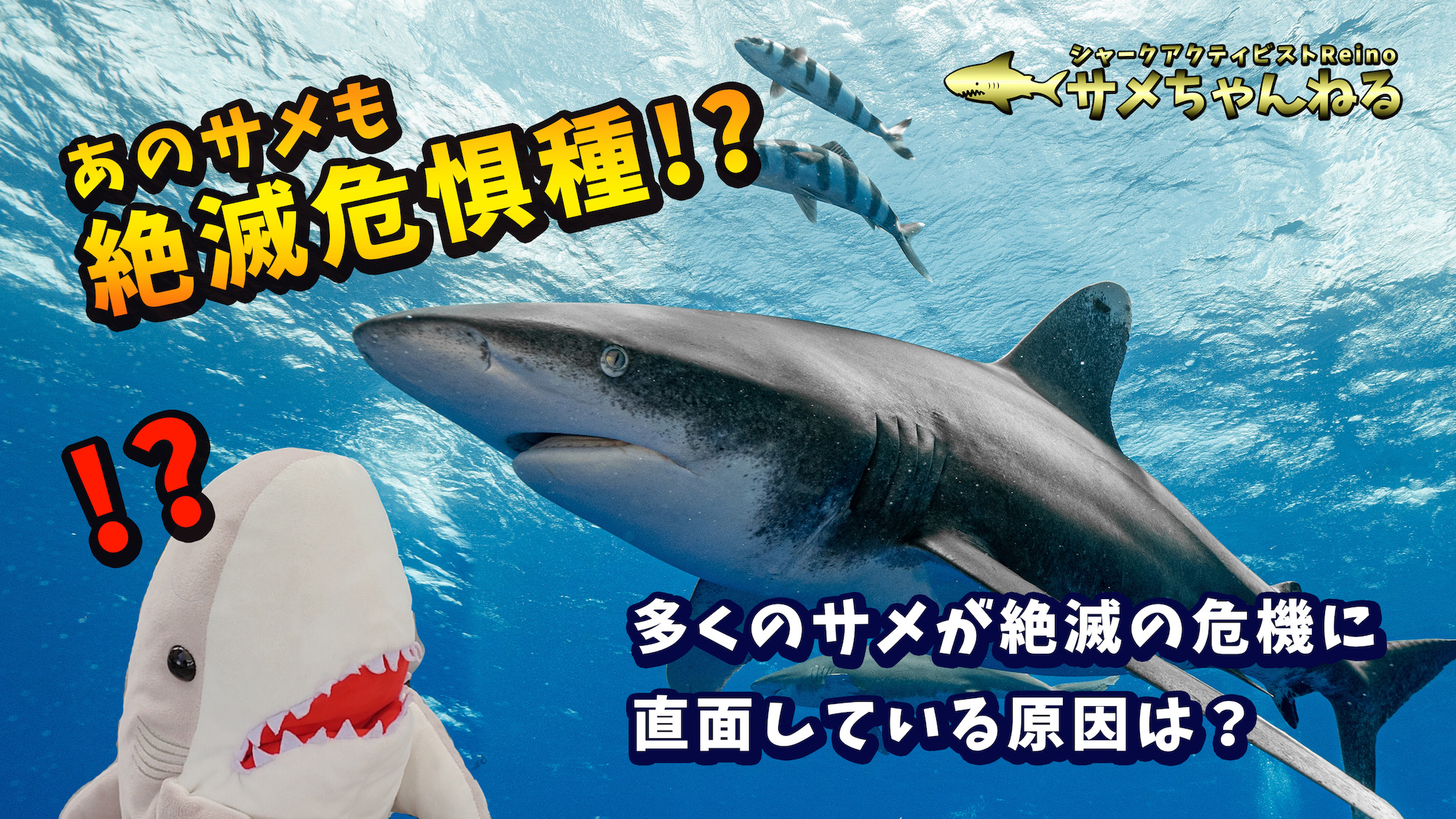 サメが絶滅危惧種になってしまった原因とは？