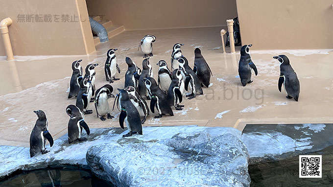 茨城県アクアワールド大洗水族館のフンボルトペンギン水槽